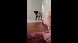 Terrified pug attempts to confront his biggest fear: a child's doll