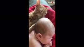 Caring pet cat treats baby boy like a kitten