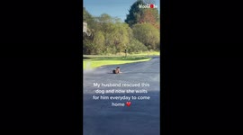 'Devoted Rescue Dog eagerly waits for owner to return from work every day
'