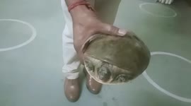 2 softshell turtles eaten, 1 recovered in central India