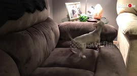 'Chihuahua's unique way of getting attention is... um... unique!'