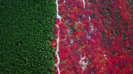 Trees in different colours separate mountain into half green and half red in China