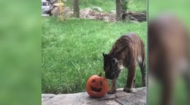 Watch this tiger take on a pumpkin for Halloween