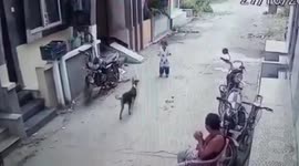 Street dog attacks 4-year-old amid street in central India