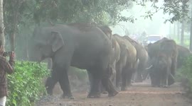 Herd of elephants invade tea estate in India