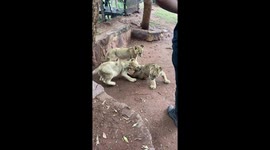 Lion cubs playing, wrestling and attacking each other and us in South Africa