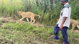 Taking the lions for a walk around the South African bush