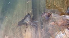 Vietnam crayfish caught on camera shedding its old shell