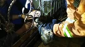 Feline trapped: Heroic animal rescuers in Indonesia free stuck cat from iron fence