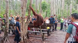 Orangutan and her baby hop down from trees and stroll through crowd of tourists in Borneo