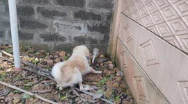 Dog vs snake