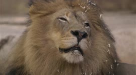 Lion around: An up-close look at the king of the jungle within the San Diego Zoo