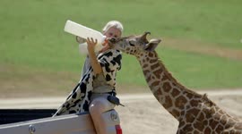 Keepers at US zoo climb on trucks to feed tall giraffe calves