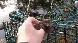 Man rescues cute baby duck trapped in old lobster pot