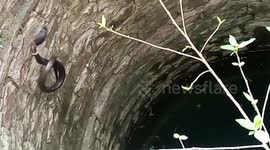 2 snakes fall inside deep well, 1 rescued in central India