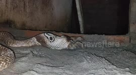 Cobra eating frog in southindia  tamilnadu