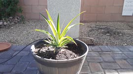 5 month old Pineapple crown is turning into a Pineapple bush