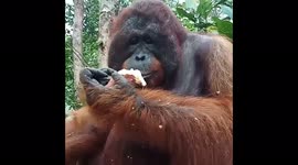 This adorable adult male orangutan just loves chomping on sweet potato