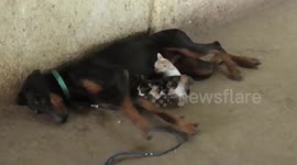 Adorable Doberman dog adopts three orphaned kittens