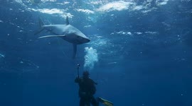 Face to face with inquisitive blue shark in the Azores archipelago, Portugal