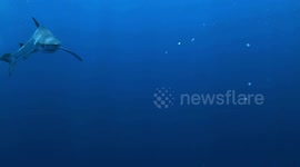 Beautiful Blue Shark Glides Past Divers off Pico, the Azores