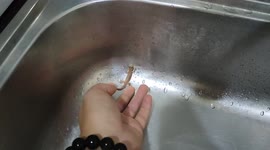Malaysian homeowner gives helping hand to tiny lizard stuck in kitchen sink