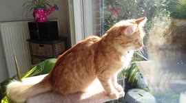 funny when the cat shakes and thinks she is getting water on her. Then she helps clean the windows