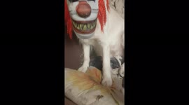 Our dog loves Halloween and loves her scary mask