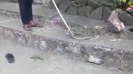 Pair of snakes rescued from central India