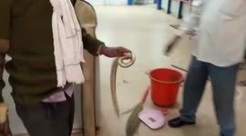 3-foot-long python slithers into bank, rescued in central India
