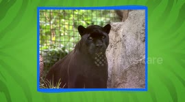 Fearsome black jaguar is fan favorite at San Diego Zoo