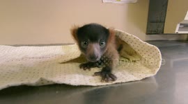 Meet the cute baby lemur that belongs to incredibly rare species