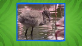 Look Who's Making a Splash! Flamingo Chicks Enter the World