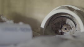 Breeding facility at zoo aims to bolster number of pocket mice in the wild
