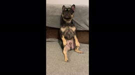 Gizmo the french bulldog chilling like a hooman