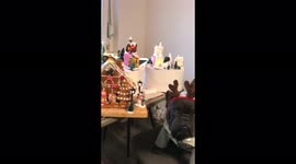 French bulldog 'makes' gingerbread house as holiday focus turns to Christmas