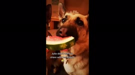 Hungry German shepherd doesn't want to share watermelon with her fur sister