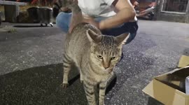 Cute/A adorable tabby cat keeps demanding for more patting. Shows her love for human.