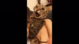 Cute/My tabby cat is not happy about my hug and make hilarious face like she gives up resisting.
