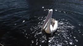 A Great Day Out on the Kalgan Queen - a dancing Pelican, fish-snatching Ospreys, and much more..