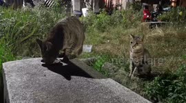 Cats/ In our neighborhood,stray cats come and wait in order to get some food