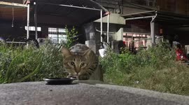 Cat/ A stray cat find out the food and come to enjoy his meal.