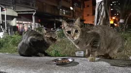 Cat/A stray cat come and jump up to the chair and enjoy the food.