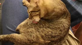 Cute/My affordable Tabby cat is grooming on my lap and I try to tease her.