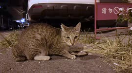Cat/ A little stray cat is having dinner on the streets. She keeps looking at me.