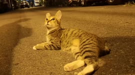 Cute/This is how a cat shows love for you : slowly wink at you