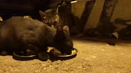 Cat/When these stray cats enjoy foods by you, you'll feel satisfied.