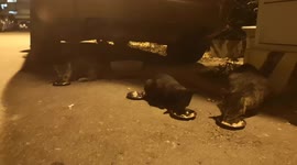 Cat/When these stray cats enjoy foods by you, you'll feel satisfied.