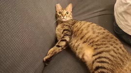 Cute/Playing with my cat while she is grooming. She is so excited.