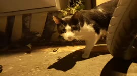 Cat/When these stray cats enjoy foods by you, you'll feel satisfied.2